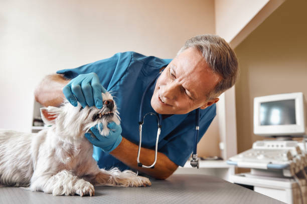 Best Dental Abscess Treatment in Mulberry, NC